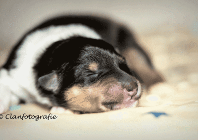 Tricolor collie pup St. Ninians He Lives (Dwayne)