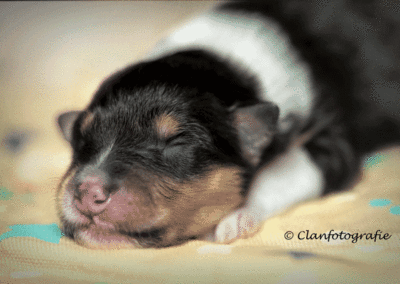 Tricolor collie pup St. Ninians I'll Fly Away (Coco)